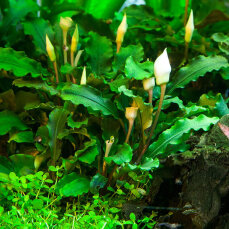 Bucephalandra pygmea Bukit Kelam InVitro Tropica
