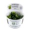Bucephalandra pygmea Bukit Kelam InVitro Tropica