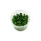 Bucephalandra pygmea Bukit Kelam InVitro Tropica