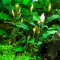 Bucephalandra pygmea Bukit Kelam InVitro Tropica