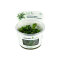 Bucephalandra pygmaea ´Bukit Kelam´ CUP Dennerle
