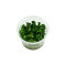 Bucephalandra pygmaea ´Bukit Kelam´ CUP Dennerle