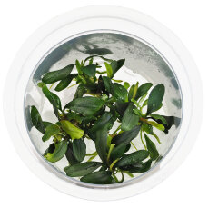 Bucephalandra sp. ’Ulysses’