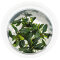 Bucephalandra sp. ’Ulysses’