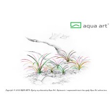 Helanthium tenellum InVitro von AquaArt