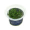 Helanthium tenellum InVitro von AquaArt