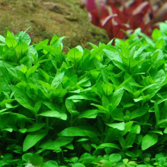 Staurogyne repens - Kriechende Staurogyne InVitro von Tropica