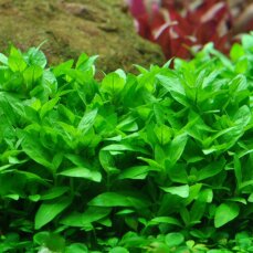 Staurogyne repens - Kriechende Staurogyne InVitro von...