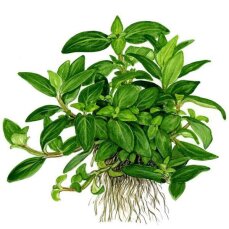 Staurogyne repens - Kriechende Staurogyne InVitro von Tropica