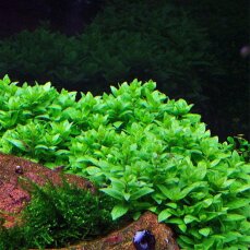 Staurogyne repens - Kriechende Staurogyne InVitro von Tropica