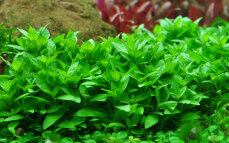 Staurogyne repens - Kriechende Staurogyne InVitro von Tropica