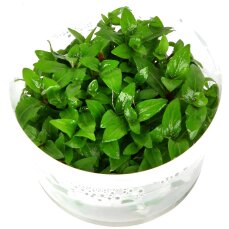 Staurogyne repens - Kriechende Staurogyne InVitro von Tropica