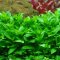 Staurogyne repens - Kriechende Staurogyne InVitro von Tropica