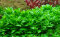 Staurogyne repens - Kriechende Staurogyne InVitro von Tropica