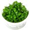 Staurogyne repens - Kriechende Staurogyne InVitro von Tropica