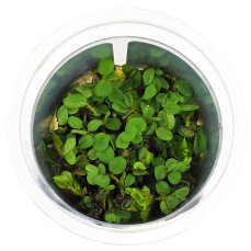 Salvinia auriculata - Kleinohriger Büschelfarn,...