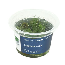 Salvinia auriculata - Kleinohriger Büschelfarn,...