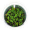 Salvinia auriculata - Kleinohriger Büschelfarn, Schwimmfarn