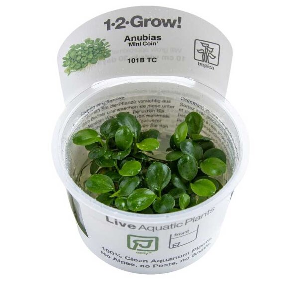 Anubias barteri Mini Coin InVitro - Ideal für Nano-Aquarien