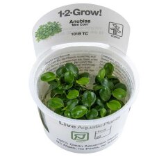 Anubias barteri Mini Coin InVitro - Ideal für...