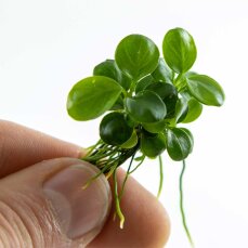 Anubias barteri Mini Coin InVitro - Ideal für Nano-Aquarien