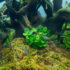 Anubias barteri Mini Coin InVitro - Ideal für Nano-Aquarien