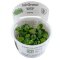 Anubias barteri Mini Coin InVitro - Ideal für Nano-Aquarien