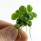 Anubias barteri Mini Coin InVitro - Ideal für Nano-Aquarien