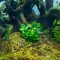 Anubias barteri Mini Coin InVitro - Ideal für Nano-Aquarien