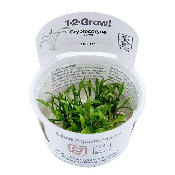 Cryptocoryne parva - Zwergwasserkelch, Vordergrundpflanze InVitro Pflanze