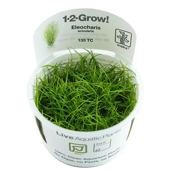 Eleocharis acicularis - Nadelsimse InVitro