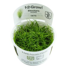 Eleocharis acicularis - Nadelsimse InVitro