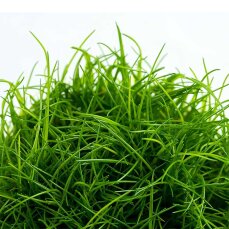 Eleocharis acicularis - Nadelsimse InVitro