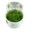 Eleocharis acicularis - Nadelsimse InVitro