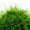 Eleocharis acicularis - Nadelsimse InVitro