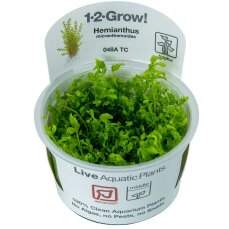 Hemianthus glomeratus - Perlenkraut InVitro