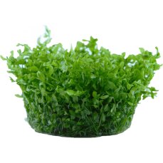 Hemianthus glomeratus - Perlenkraut InVitro
