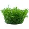 Hemianthus glomeratus - Perlenkraut InVitro