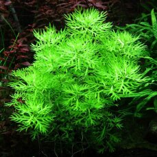 Hottonia palustris - Wasserfeder InVitro-Pflanzen