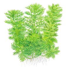 Hottonia palustris - Wasserfeder InVitro-Pflanzen