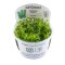 Hottonia palustris - Wasserfeder InVitro-Pflanzen