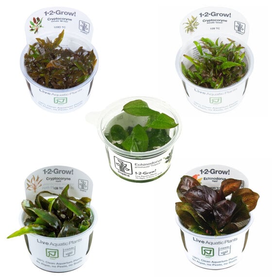 InVitro Echinodorus und Cryptocoryne SET
