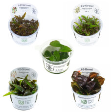 InVitro Echinodorus und Cryptocoryne SET