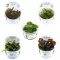 InVitro Echinodorus und Cryptocoryne SET