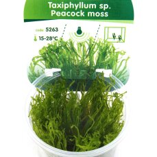 Peacock moss (Taxiphyllum sp.), Aquarien und Terrarien...