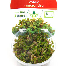 Rotala macrandra, intensive Farbe