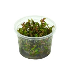Rotala macrandra, intensive Farbe