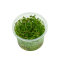 Rotala sp. Yao Yai InVitro Pflanze, Hintergrundpflanze