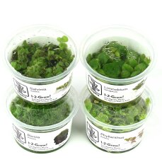 Schwimmpflanzen Set aus 4 verschiedenen Arten, Tropica...