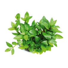 Staurogyne repens Dennerle Plants, Vordergrundpflanze